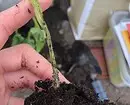 Bagaimana untuk menghilangkan Worms dalam Pot Bunga: Gambaran keseluruhan teknik yang berkesan 2856_3