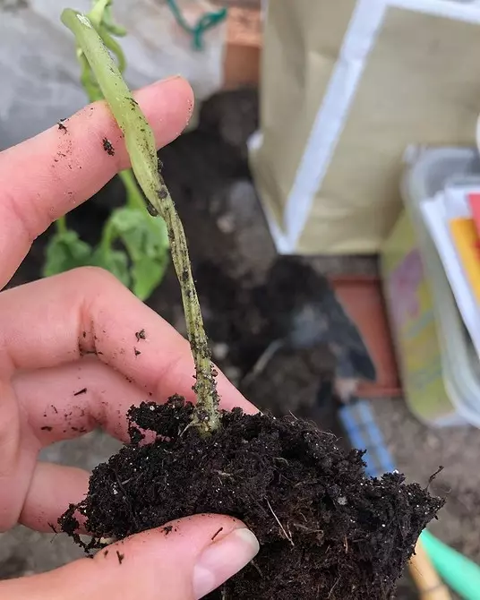 Bagaimana untuk menghilangkan Worms dalam Pot Bunga: Gambaran keseluruhan teknik yang berkesan 2856_5