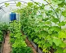 Kinokolekta namin ang isang drip irrigation system para sa greenhouses mula sa isang bariles para sa 3 hakbang 2883_28