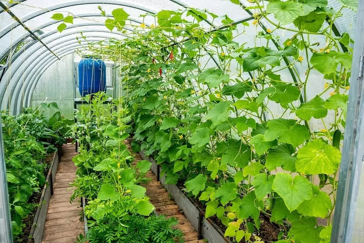Kinokolekta namin ang isang drip irrigation system para sa greenhouses mula sa isang bariles para sa 3 hakbang 2883_30