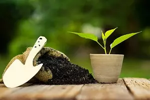 8 растенија од кои можете да направите ѓубрива (и зачувување!) 2910_1