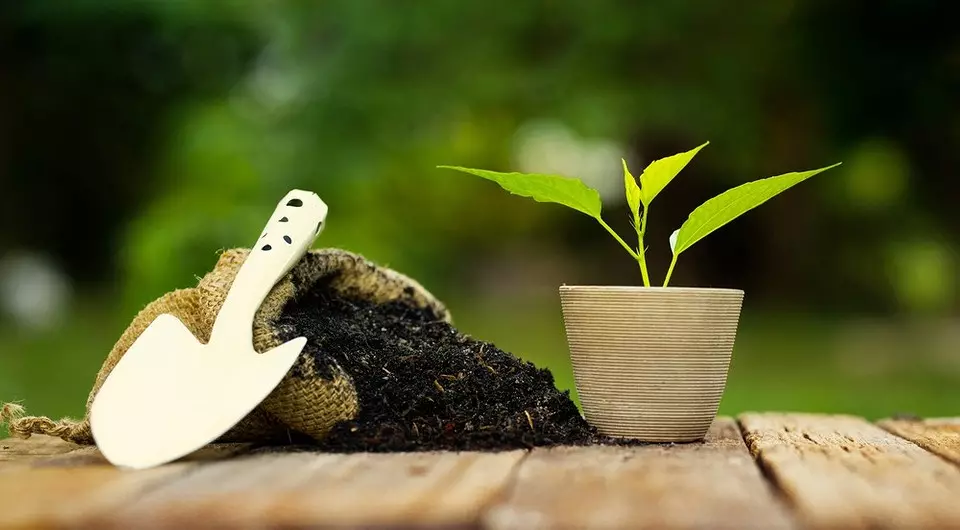 8 rostlin, ze kterých můžete udělat hnojiva (a ušetřit!)