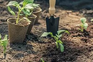 Top 7 Népszerű hibák a Novice Gardener (és hogyan lehet megakadályozni őket) 2951_1