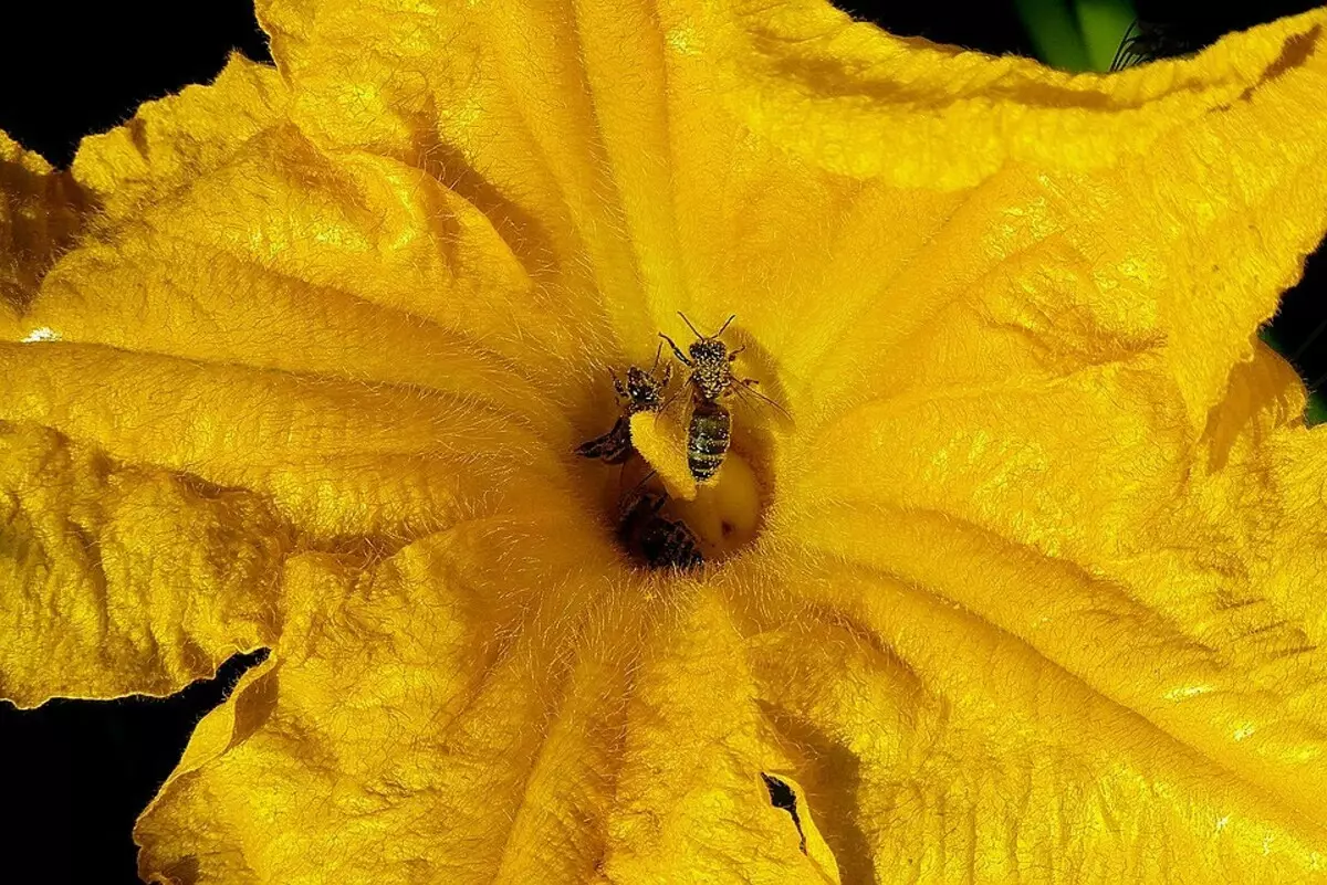 အတွေ့အကြုံမရှိသေးသော Gardener ၏လူကြိုက်များသော bug 7 ခု (၎င်းတို့ကိုမည်သို့ကာကွယ်ရမည်) 2951_15