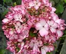 5 uspješnih kombinacija biljaka za spektakularne cvjetnice 2984_15