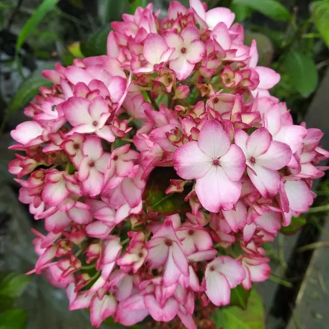 5 Edukad taimede kombinatsioonid spectacular-lillepeenrade jaoks 2984_17