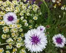 5 vellykkede kombinasjoner av planter for spektakulære blomsterbed 2984_3