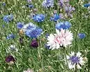 5 successful combinations of plants for spectacular flowerbeds 2984_4