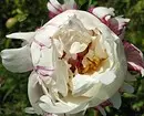 5 erfolgreiche Kombinationen von Pflanzen für spektakuläre Blumenbeete 2984_9