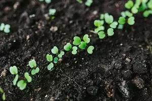 4 Olulised asjad, mida tuleks kuivada kuivamisel kuivamisel teha (aednikud on oluline teada!) 2996_1