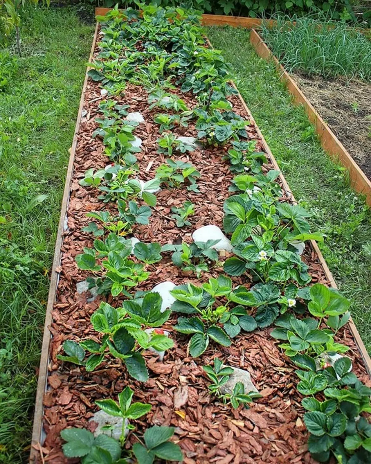 4 Ważne rzeczy, które należy wykonać w suchym letnie z suchą glebą (ważne jest, aby znać ogrodników!) 2996_10