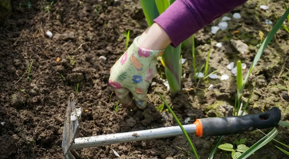 4 Ważne rzeczy, które należy wykonać w suchym letnie z suchą glebą (ważne jest, aby znać ogrodników!) 2996_12