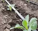 4 důležité věci, které by měly být provedeny v suchém létě s suchou půdou (je důležité znát zahradníky!) 2996_13