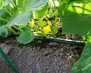 4 choses importantes qui devraient être faites dans un été sec avec un sol sec (il est important de connaître les jardiniers!) 2996_14