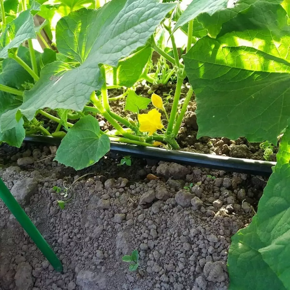 4 важливих речі, які варто робити в посушливе літо з сухим ґрунтом (важливо знати садівникам!) 2996_16