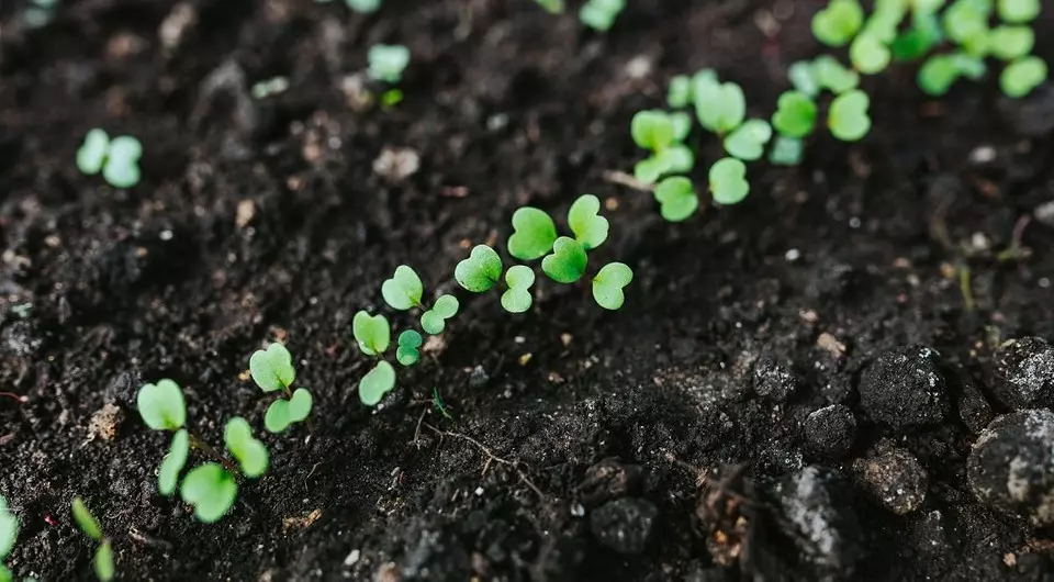 4 Belangrijke dingen die in een droge zomer moeten worden gedaan met een droge bodem (het is belangrijk om tuiniers te kennen!)