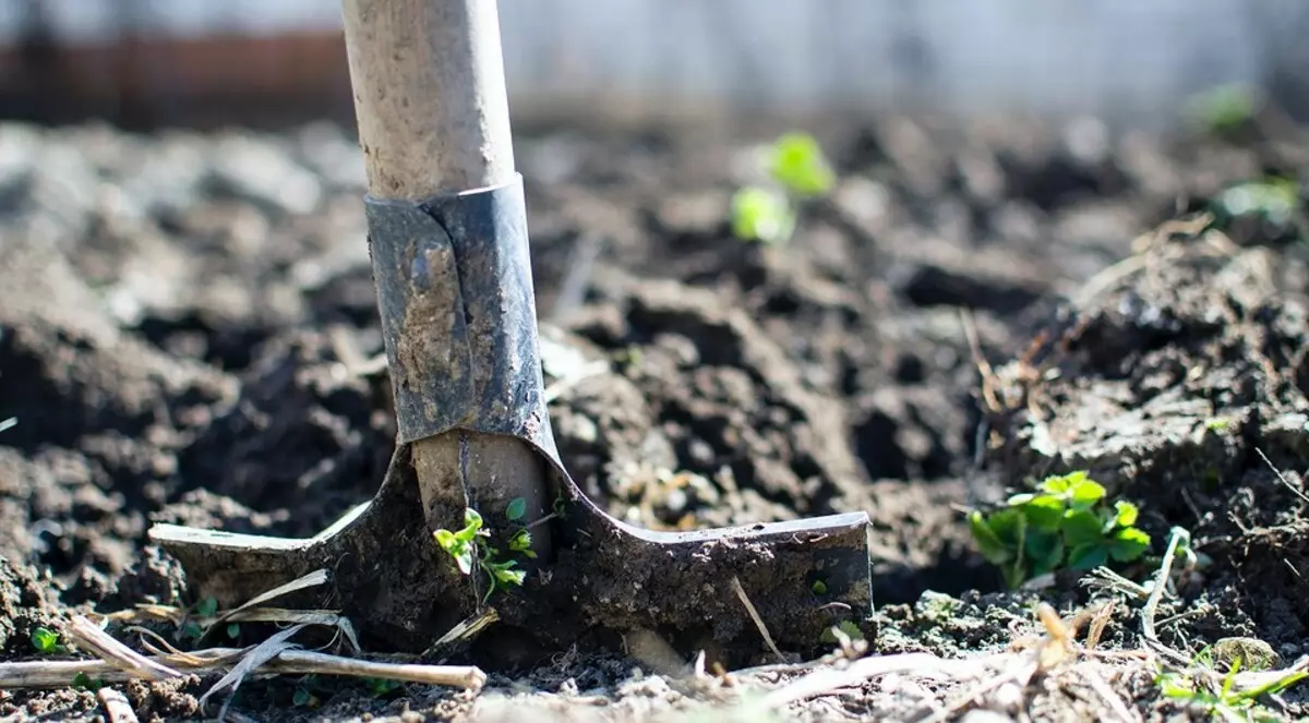 4 perkara penting yang perlu dilakukan di musim panas yang kering dengan tanah kering (penting untuk mengetahui tukang kebun!) 2996_3