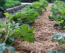 4 Svarīgas lietas, kas jāveic sausā vasarā ar sausu augsni (ir svarīgi zināt dārzniekus!) 2996_5