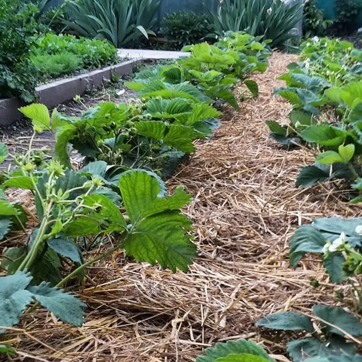 4 vigtige ting, der skal gøres i en tør sommer med en tør jord (det er vigtigt at kende gartnere!) 2996_8