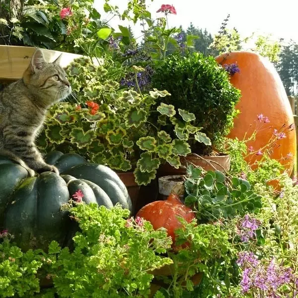 野菜の花壇に着陸する方法：7人のベッドの珍しいデザインのアイデア 3017_34