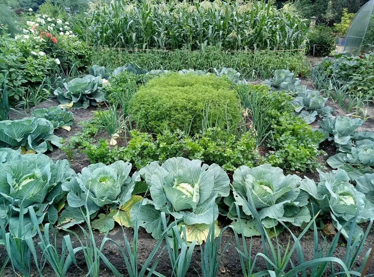 سبزیوں کے پھولوں پر کیا زمین اور کس طرح زمین: 7 بستروں کے مفید اور غیر معمولی ڈیزائن کے 7 خیالات 3017_41