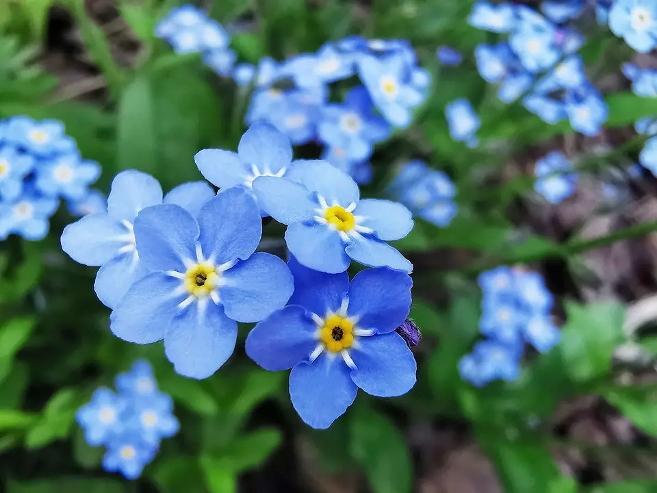Цветбани за мрзливи: 9 градинарски растенија кои цветаат 3042_14