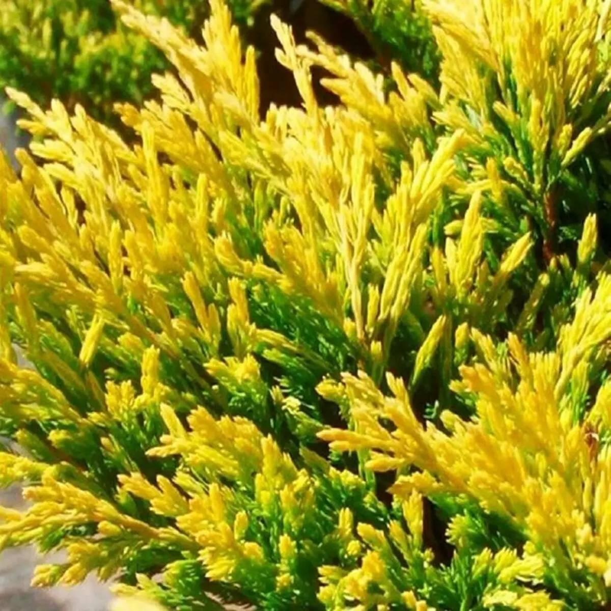 कॉटेज के लिए 25 सर्वश्रेष्ठ conifers (शीर्षक और तस्वीरें के साथ) 3069_104