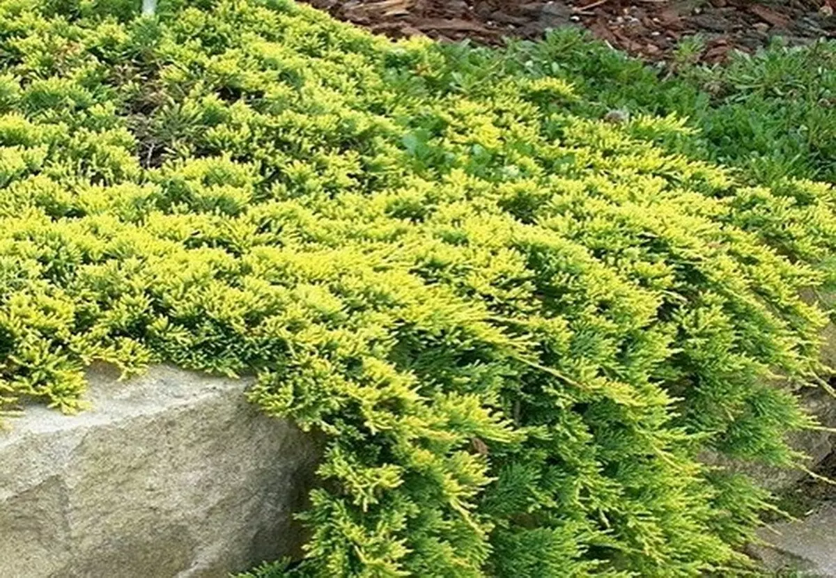 Стелющийся. Можжевельник Голден карпет. Juniperus hor. 'Golden Carpet'. Можжевельник Голден Гарден. 2-3 Можжевельник Голден карпет.