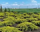 25 nga labing maayo nga conifers alang sa mga cottages (nga adunay mga titulo ug litrato) 3069_106