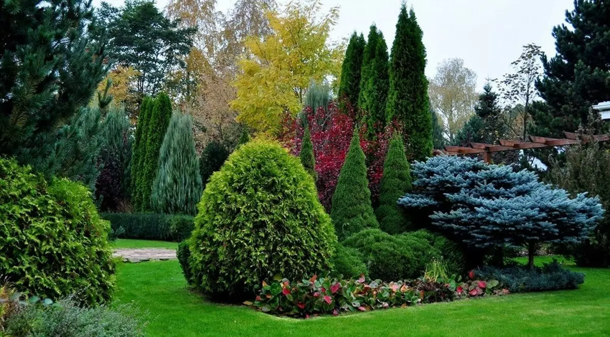 25 best conifers for cottages (with titles and photos)