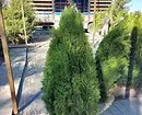 25 conifers ល្អបំផុតសម្រាប់ខ្ទម (មានចំណងជើងនិងរូបថត) 3069_22