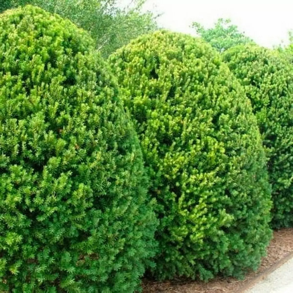 25 Best Conifers kanggo pondokan (kanthi judhul lan foto) 3069_28