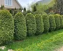 25 საუკეთესო conifers კოტეჯები (ერთად სათაურები და ფოტოები) 3069_35