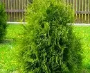 कॉटेज के लिए 25 सर्वश्रेष्ठ conifers (शीर्षक और तस्वीरें के साथ) 3069_36