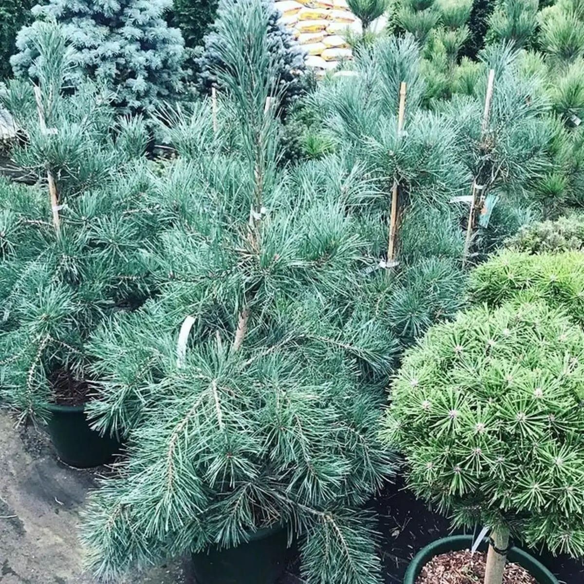 25 Best Conifers kanggo pondokan (kanthi judhul lan foto) 3069_43
