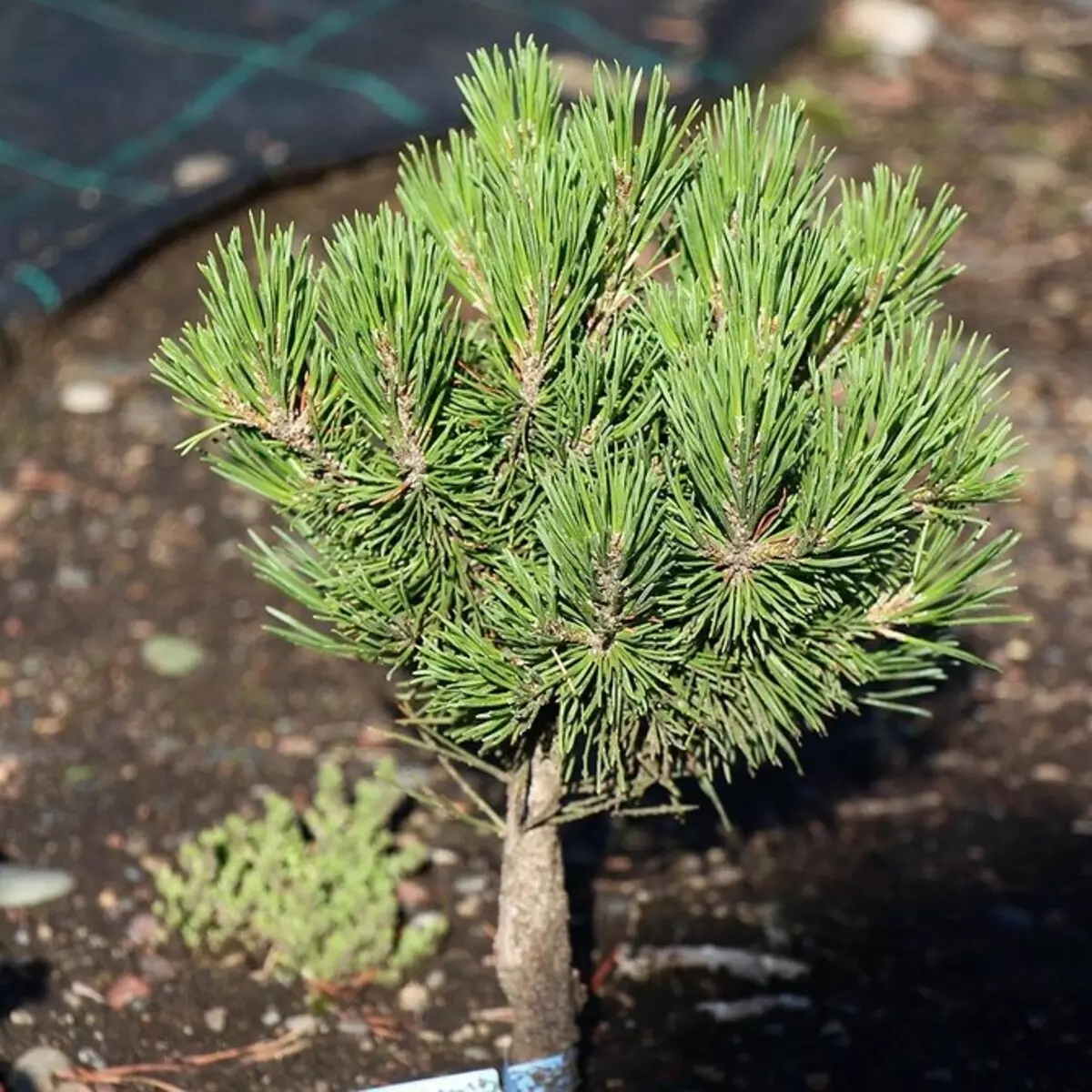 25 Best Conifers kanggo pondokan (kanthi judhul lan foto) 3069_60