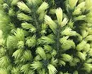 25 საუკეთესო conifers კოტეჯები (ერთად სათაურები და ფოტოები) 3069_66