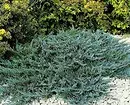 25 Best Conifers kanggo pondokan (kanthi judhul lan foto) 3069_77