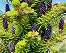 25 Best Conifers kanggo pondokan (kanthi judhul lan foto) 3069_8