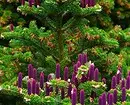 Cottages জন্য 25 সেরা conifers (শিরোনাম এবং ছবি সঙ্গে) 3069_9