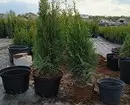 着陆Tui Brabant和植物护理的详细指南 3086_10