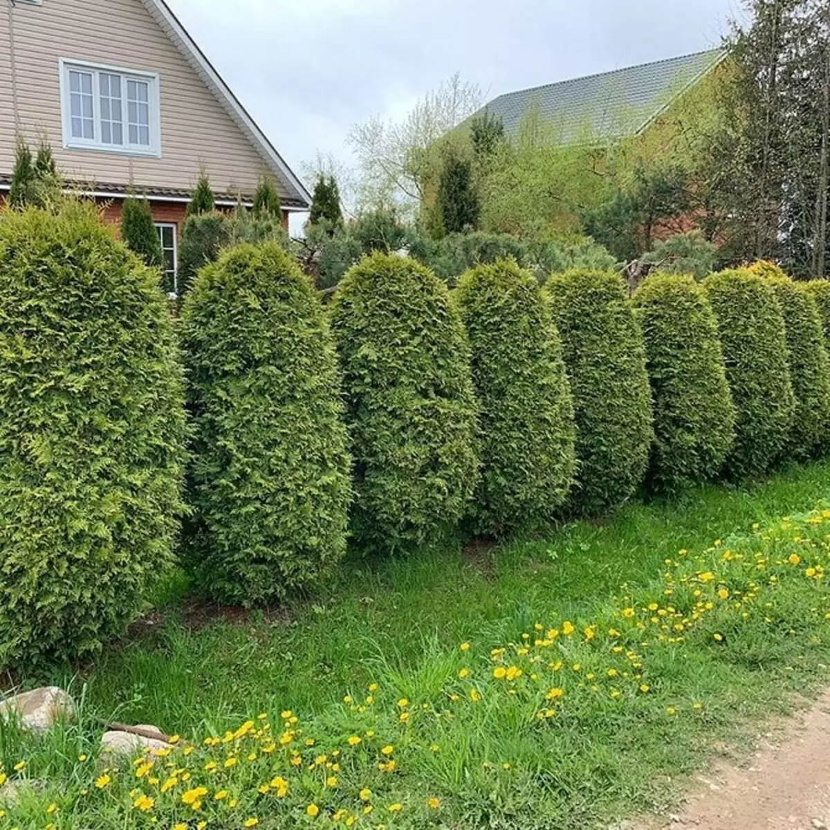 Podroben vodnik za pristanek TUI Brabant in nega rastlin 3086_5