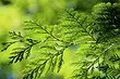 What to do if yellowing thuja: find out the reasons and treat the plant
