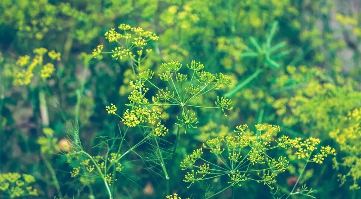 あなたがもうあなたのサイトの害虫を覚えていない人を与えるための10の植物 3096_21