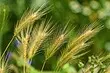 12 tipus comuns de males herbes a la casa amb fotos