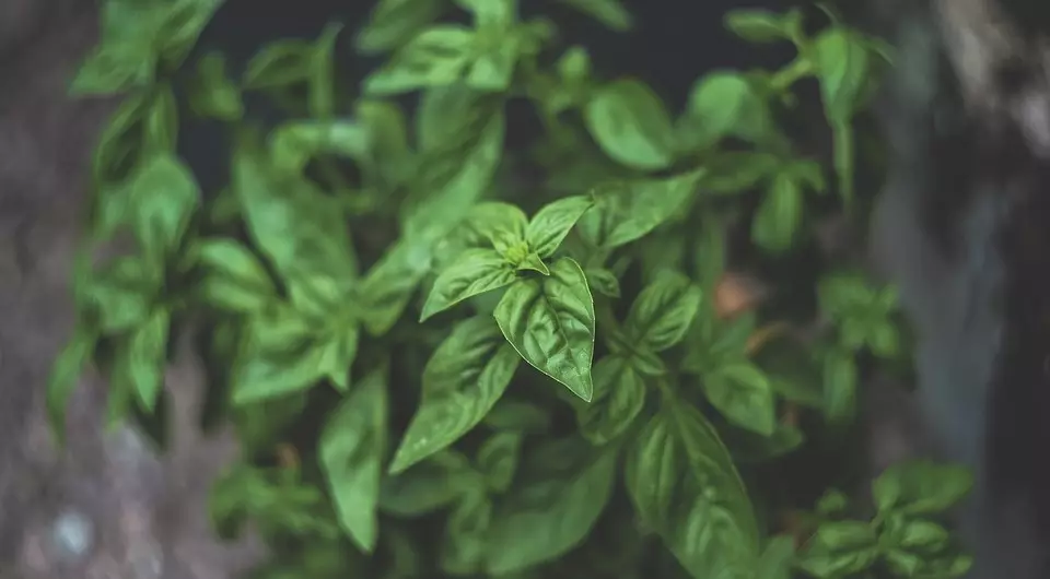 10 растенија за давање со кого веќе не ги паметите штетниците на вашиот сајт 3096_8