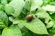 ວິທີການກໍາຈັດຂອງ Colorado Beetle ຕະຫຼອດໄປ