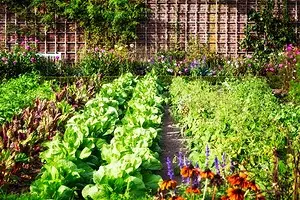 Voor onervaren tuiniers: 5 tips over het maken van uw eerste tuin 3147_1