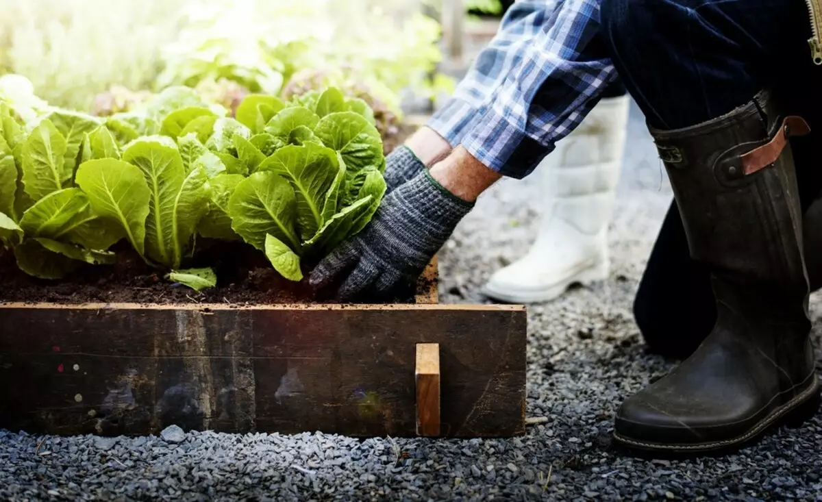 Untuk tukang kebun yang tidak berpengalaman: 5 Tips Cara Membuat Taman Pertama Anda 3147_12