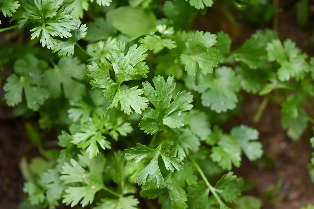 Voor onervaren tuiniers: 5 tips over het maken van uw eerste tuin 3147_19